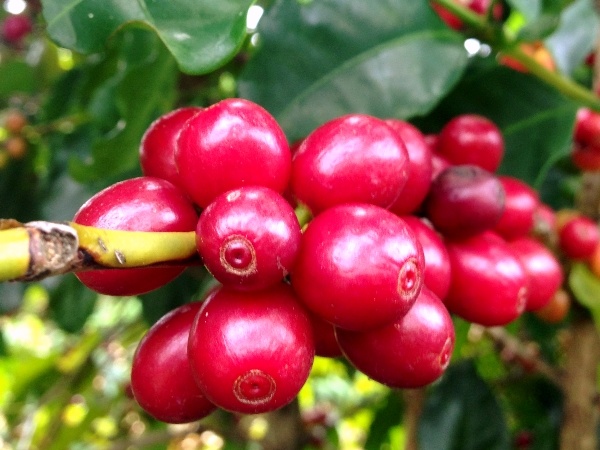 Colheita de café na área da Cooxupé chega a 91%